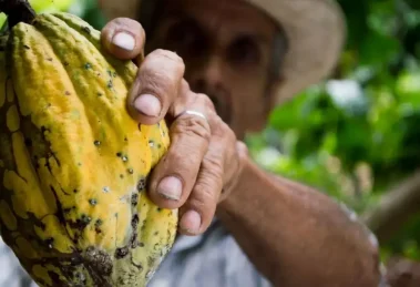 El cacao mexicano más que una golosina