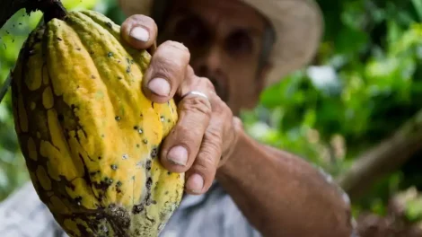 El cacao mexicano más que una golosina