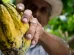El cacao mexicano más que una golosina