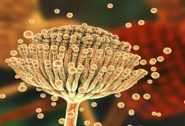 Los hongos también podrían causar cáncer