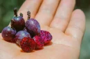 Garambullo superalimento mexicano