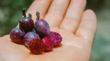 Garambullo superalimento mexicano