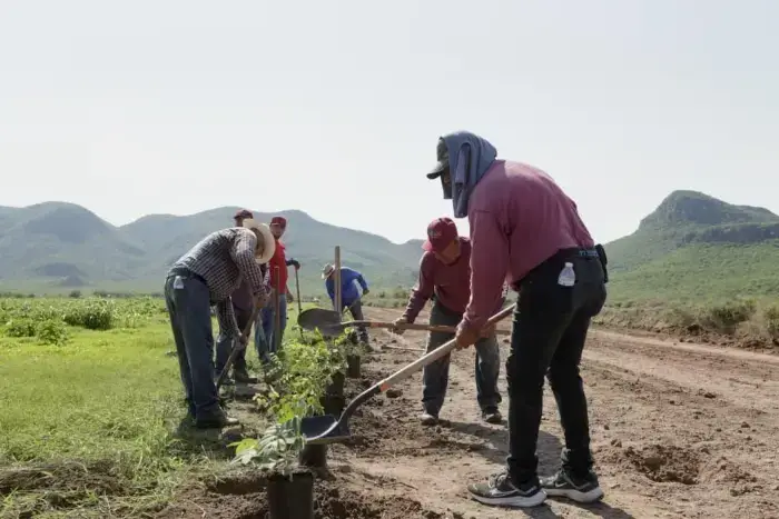 Gobernadora pone en marcha en Sinaloa la Jornada Nacional de Reforestación